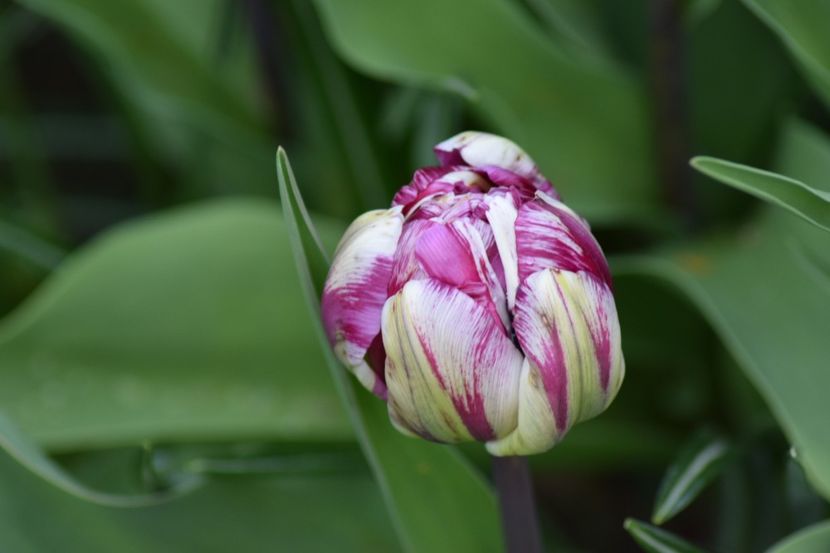  - Simfonia Lalelelor 2019