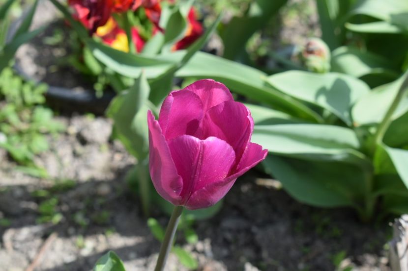  - Simfonia Lalelelor 2019