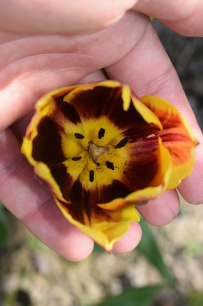  - Simfonia Lalelelor 2019