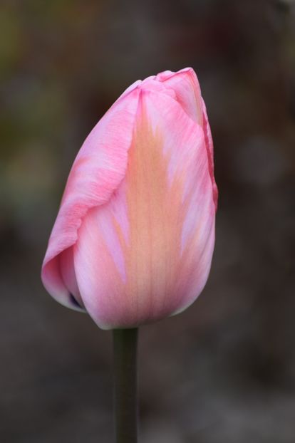  - Simfonia Lalelelor 2019