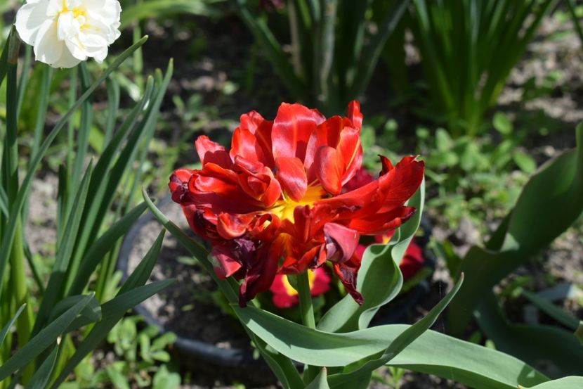  - Simfonia Lalelelor 2019