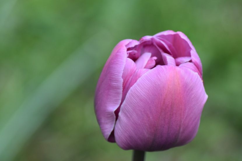  - Simfonia Lalelelor 2019