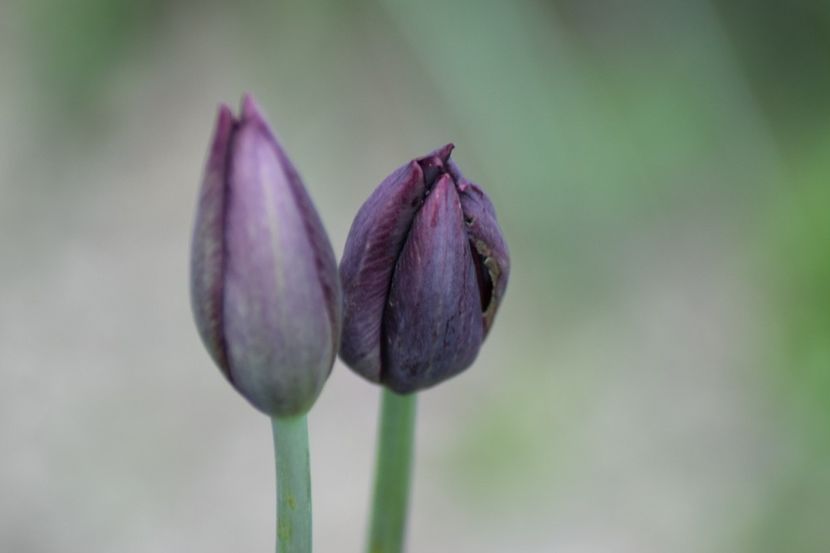  - Simfonia Lalelelor 2019