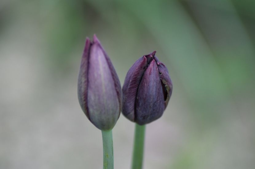  - Simfonia Lalelelor 2019