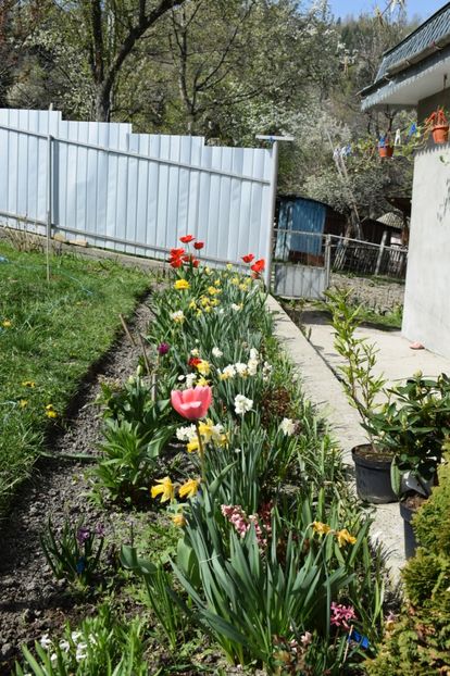  - Simfonia Lalelelor 2019