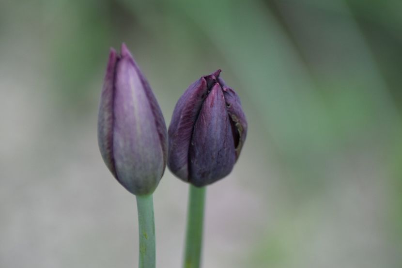  - Simfonia Lalelelor 2019