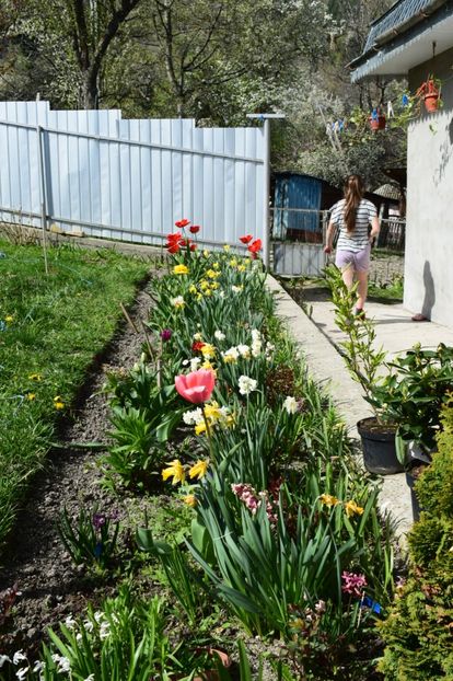  - Simfonia Lalelelor 2019