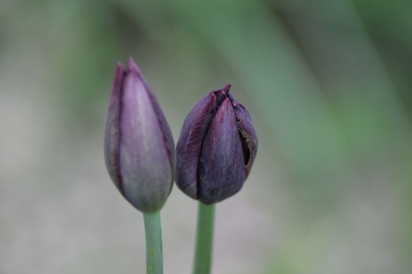  - Simfonia Lalelelor 2019