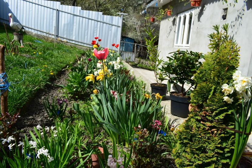  - Simfonia Lalelelor 2019