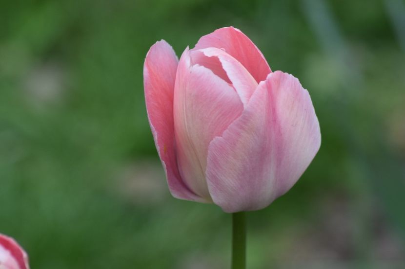  - Simfonia Lalelelor 2019