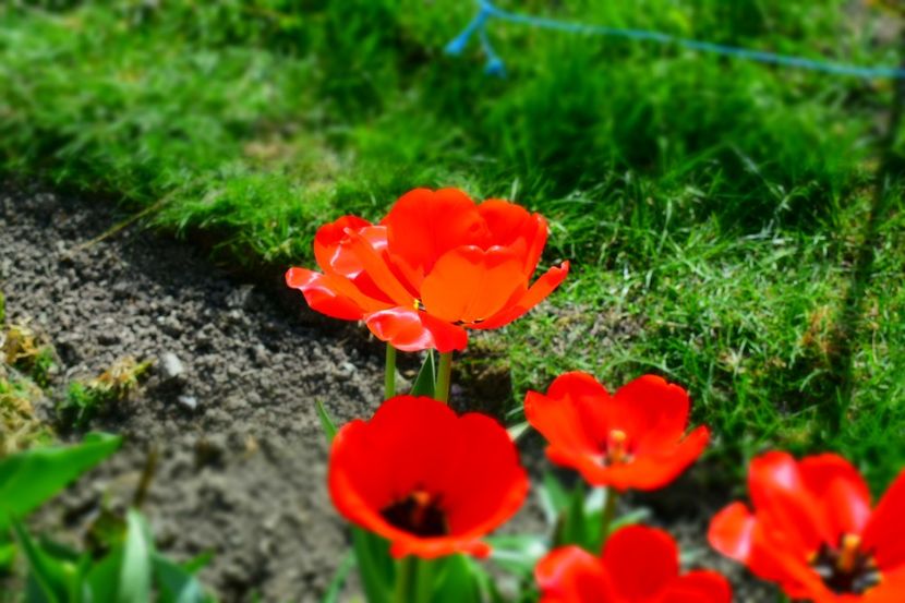  - Simfonia Lalelelor 2019