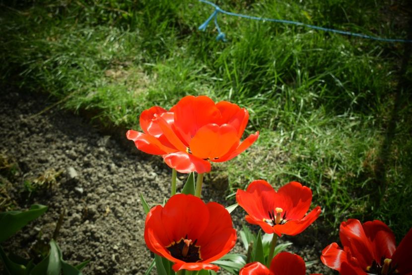  - Simfonia Lalelelor 2019