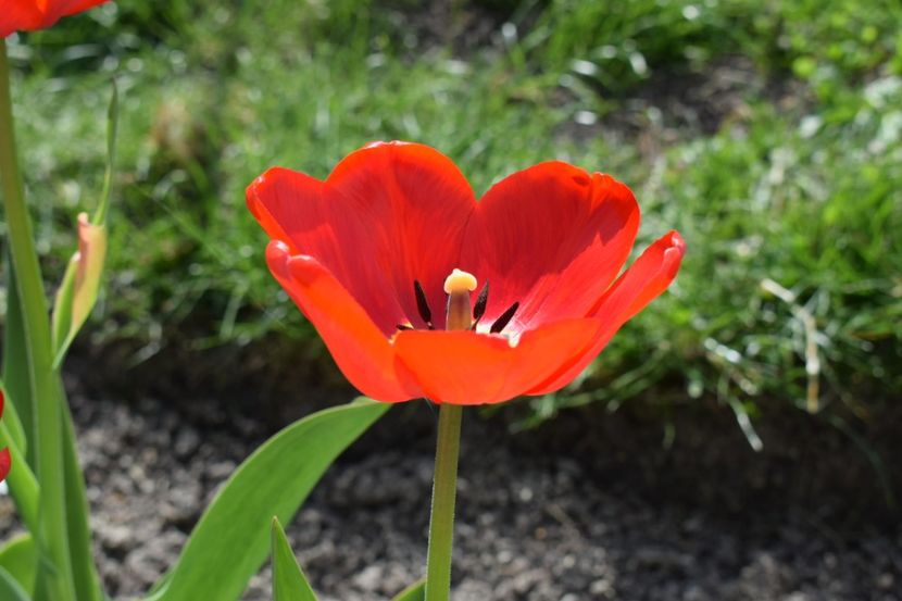  - Simfonia Lalelelor 2019