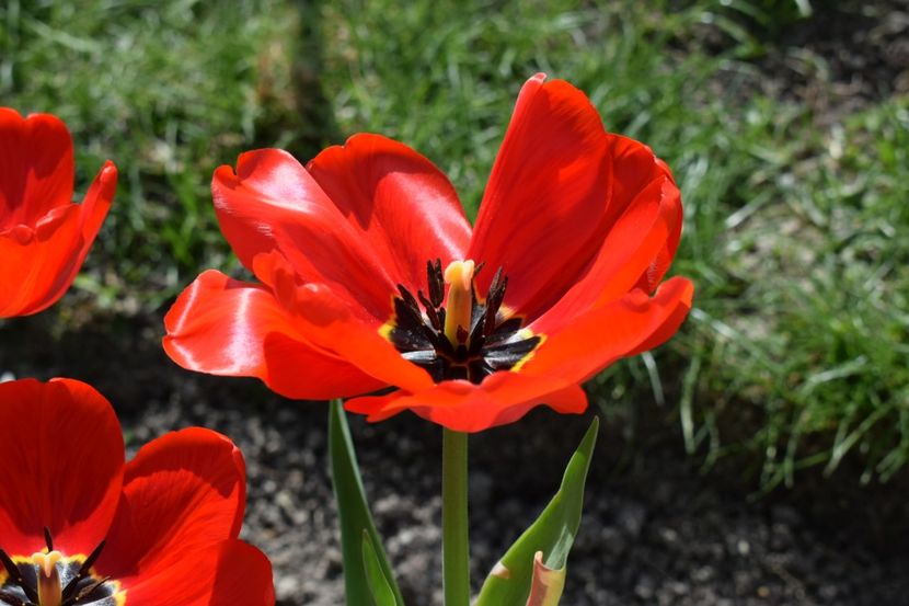  - Simfonia Lalelelor 2019