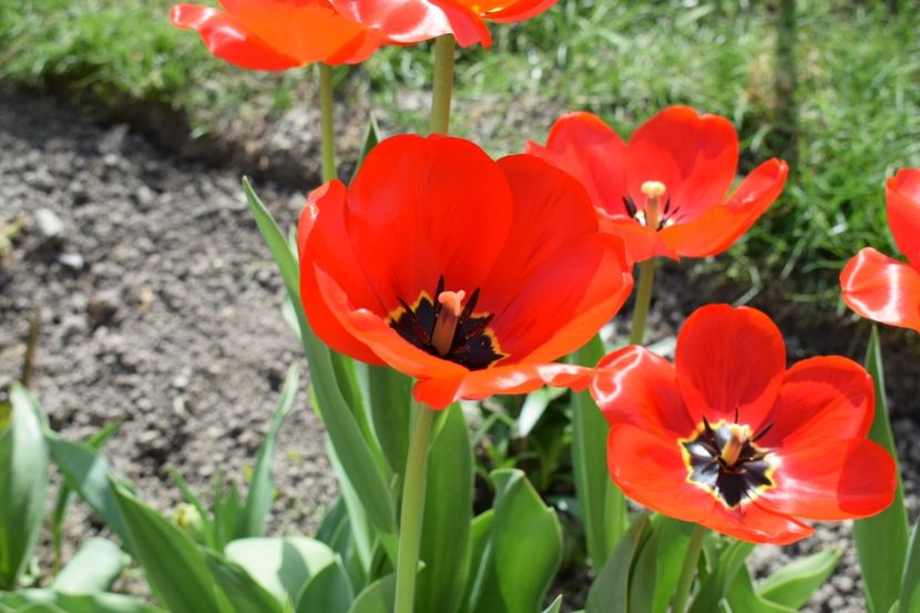  - Simfonia Lalelelor 2019