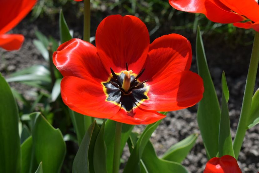  - Simfonia Lalelelor 2019