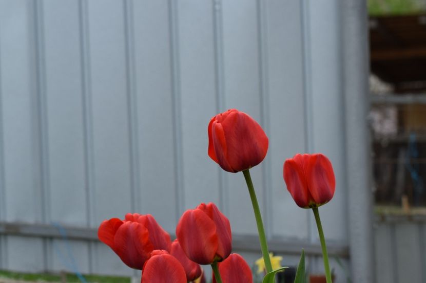  - Simfonia Lalelelor 2019