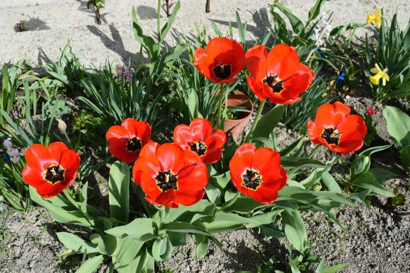  - Simfonia Lalelelor 2019