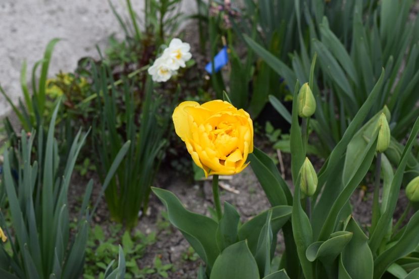  - Simfonia Lalelelor 2019