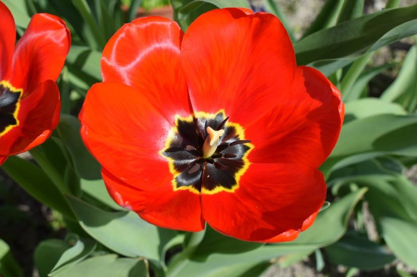  - Simfonia Lalelelor 2019