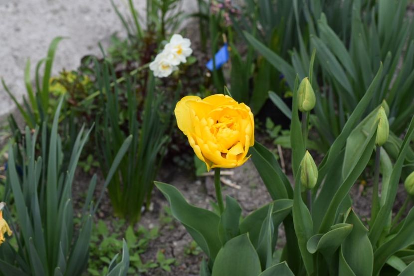  - Simfonia Lalelelor 2019