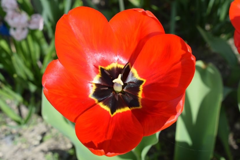  - Simfonia Lalelelor 2019