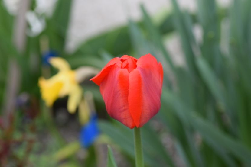  - Simfonia Lalelelor 2019