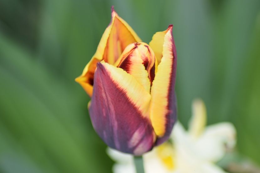  - Simfonia Lalelelor 2019