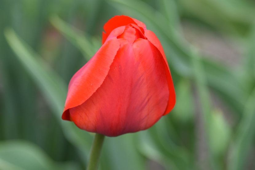  - Simfonia Lalelelor 2019