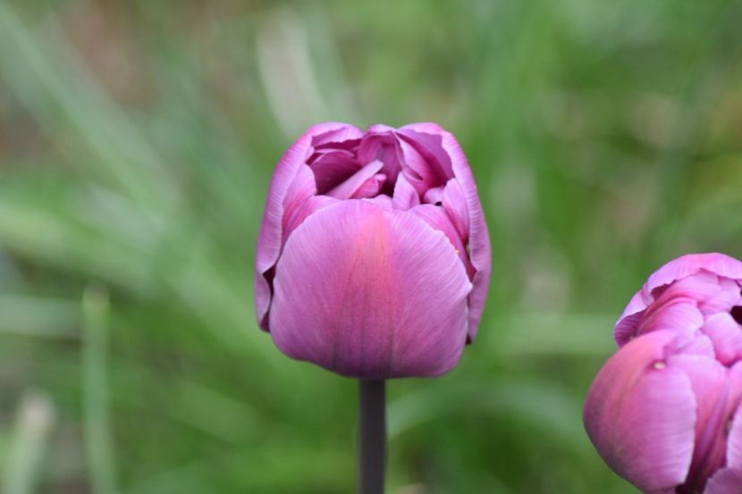  - Simfonia Lalelelor 2019