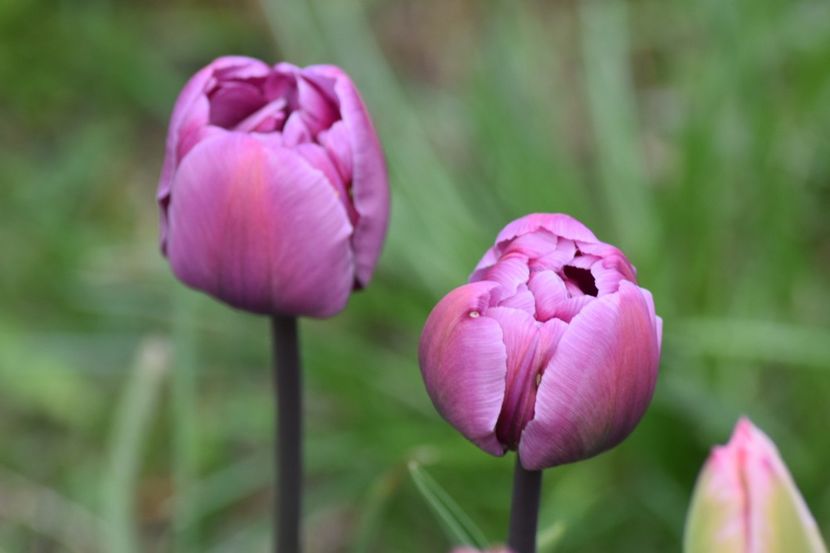  - Simfonia Lalelelor 2019