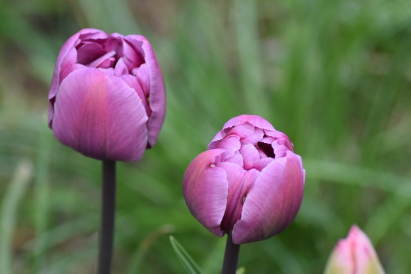  - Simfonia Lalelelor 2019