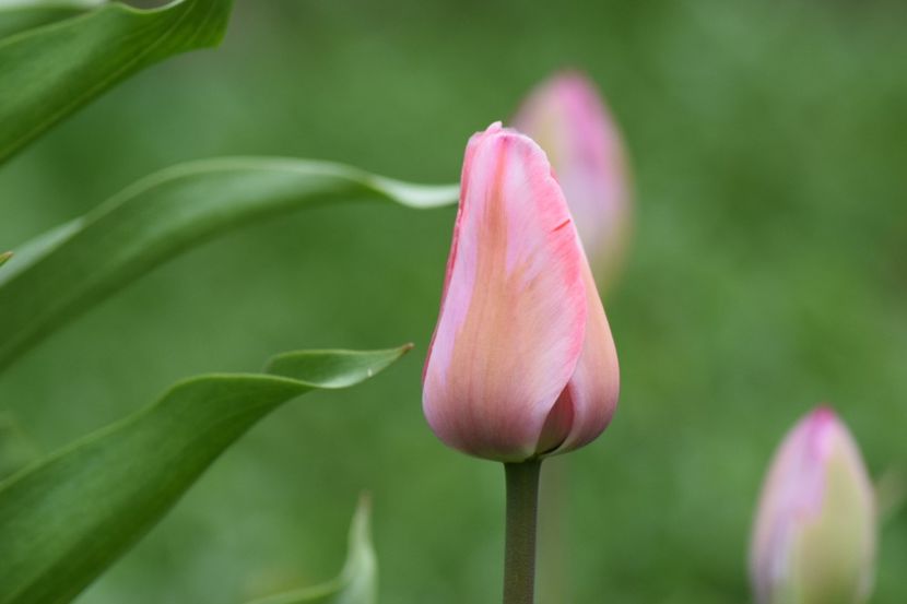  - Simfonia Lalelelor 2019