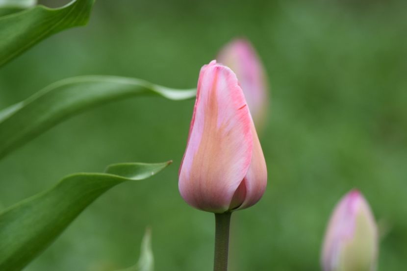  - Simfonia Lalelelor 2019