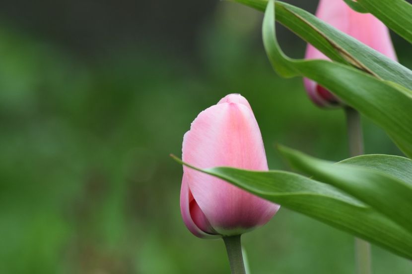  - Simfonia Lalelelor 2019