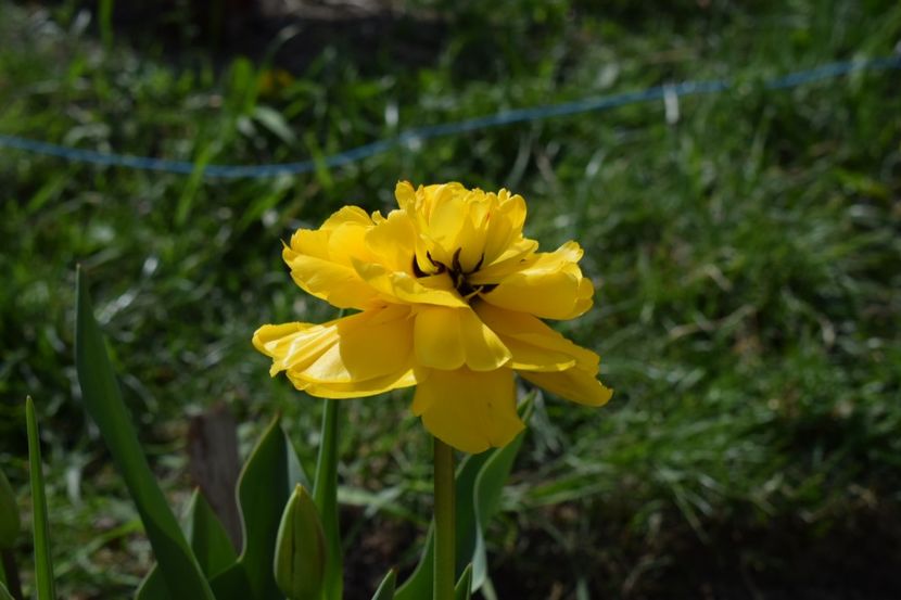  - Simfonia Lalelelor 2019