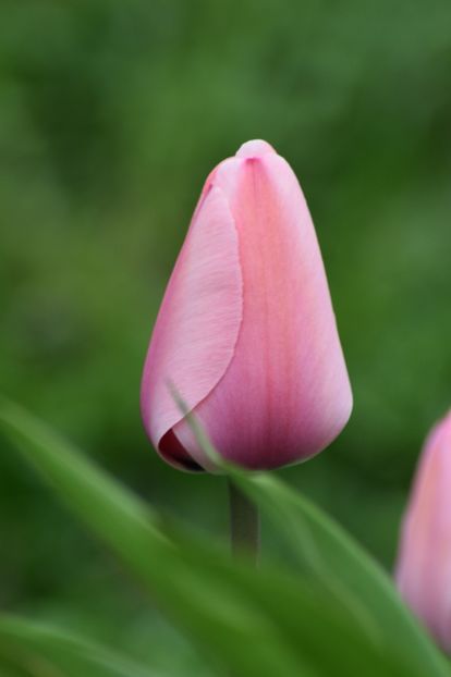  - Simfonia Lalelelor 2019