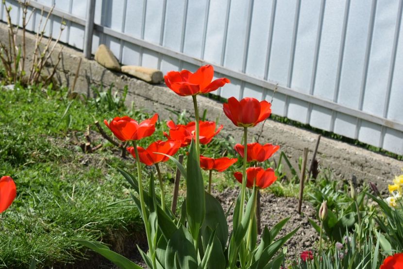  - Simfonia Lalelelor 2019