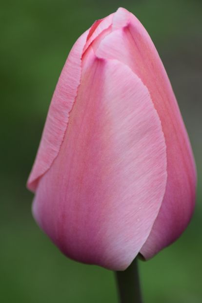  - Simfonia Lalelelor 2019