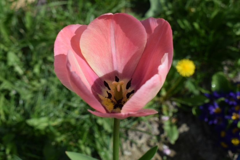  - Simfonia Lalelelor 2019