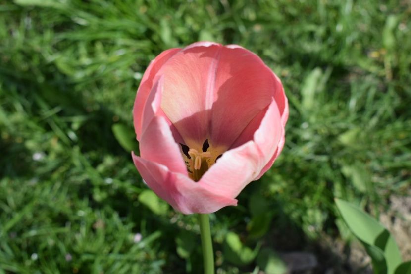  - Simfonia Lalelelor 2019