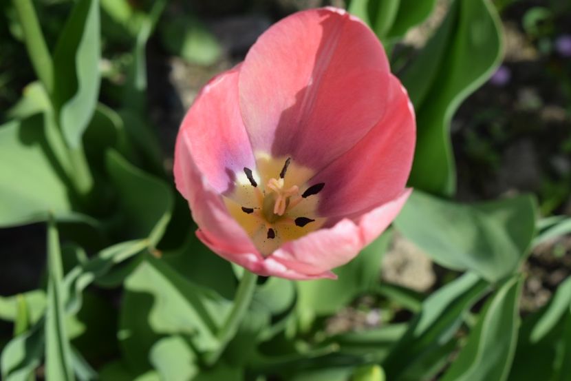  - Simfonia Lalelelor 2019