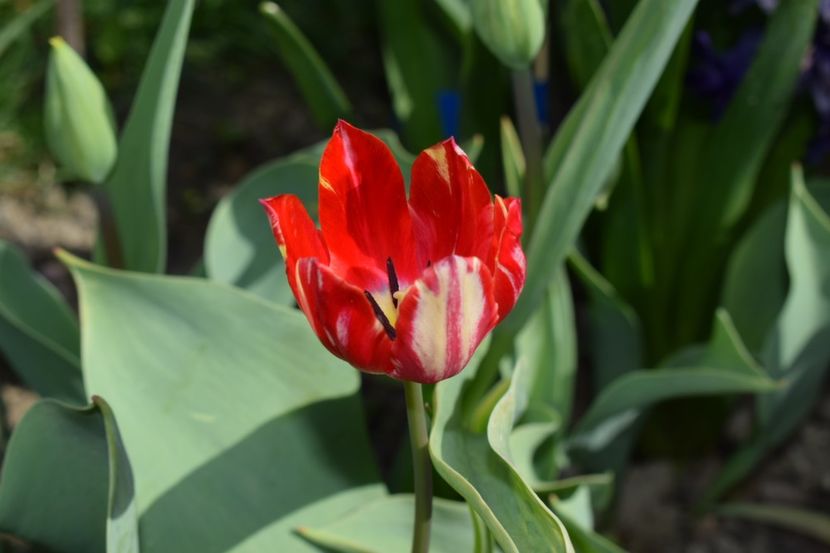  - Simfonia Lalelelor 2019