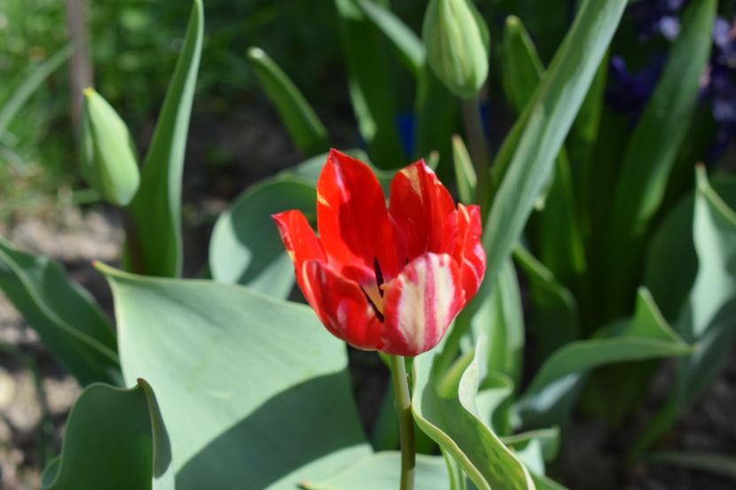  - Simfonia Lalelelor 2019