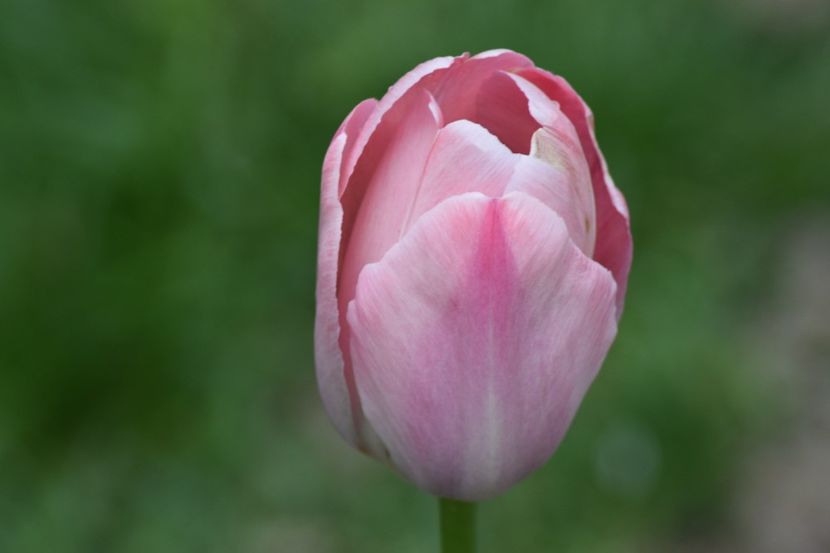  - Simfonia Lalelelor 2019