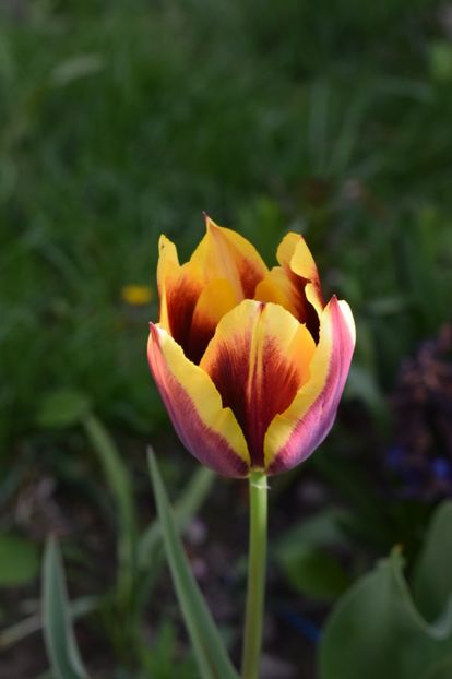  - Simfonia Lalelelor 2019