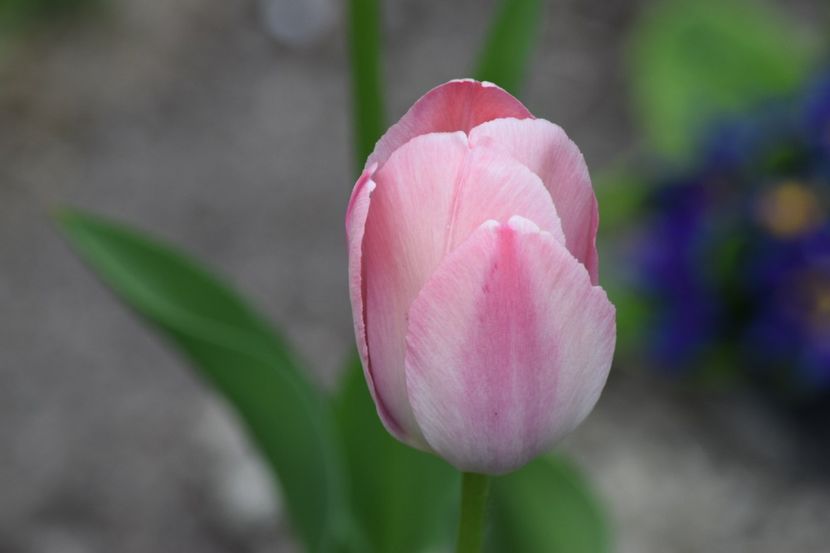  - Simfonia Lalelelor 2019