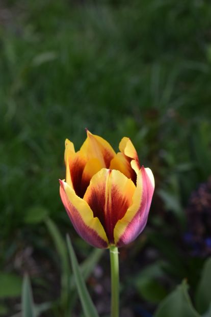  - Simfonia Lalelelor 2019