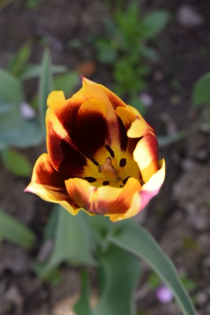  - Simfonia Lalelelor 2019