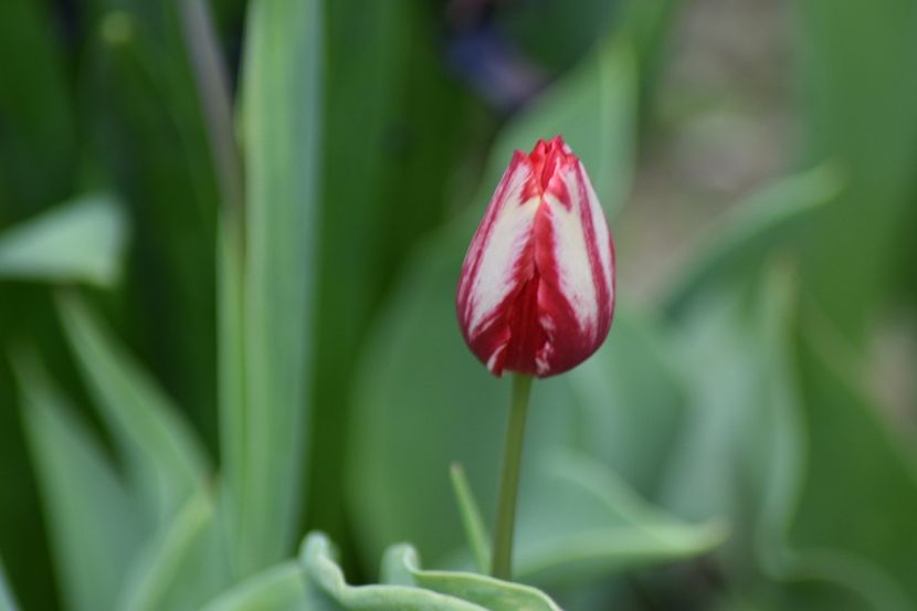  - Simfonia Lalelelor 2019